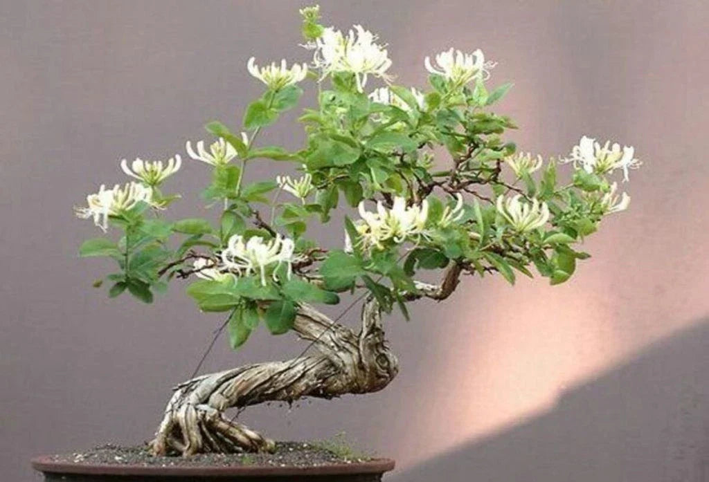 Honeysuckle Plant Cuttings 4-Pack, Rooted for Bonsai, Lonicera spp., Fragrant Flowers, Easy Care, Indoor/Outdoor Gardening
