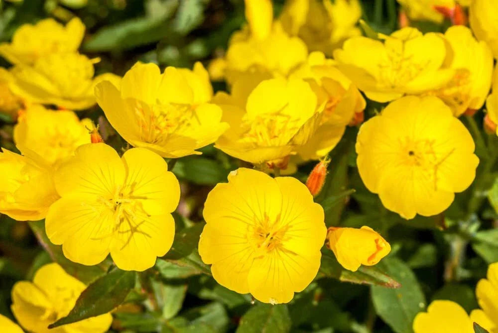 Evening Primrose Seeds - 500 Count - Non-GMO Organic Heirloom Oenothera biennis - Yellow Flowering Wildflower Seeds