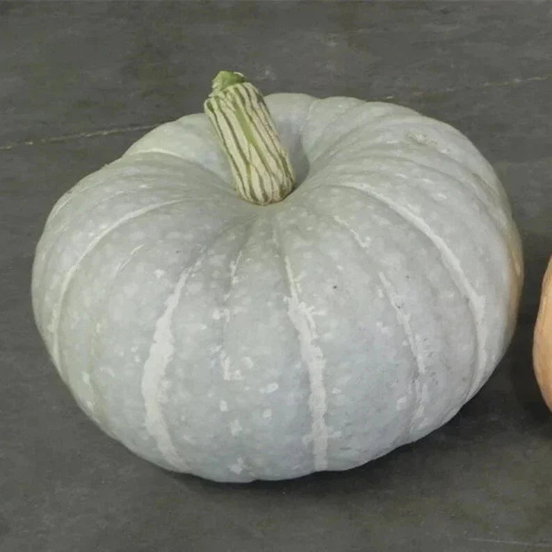 Silver Moon Pumpkin Seeds - 10 Organic Seeds - Cucurbita pepo - Unique Silver-Gray Pumpkins - USA Grown, Non-GMO