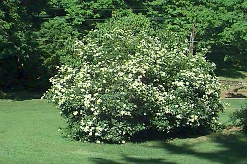 Arrowwood Viburnum Shrub Set of 2, 8-12 Inches Bare Root, Hardy Viburnum dentatum for Zones 5-9