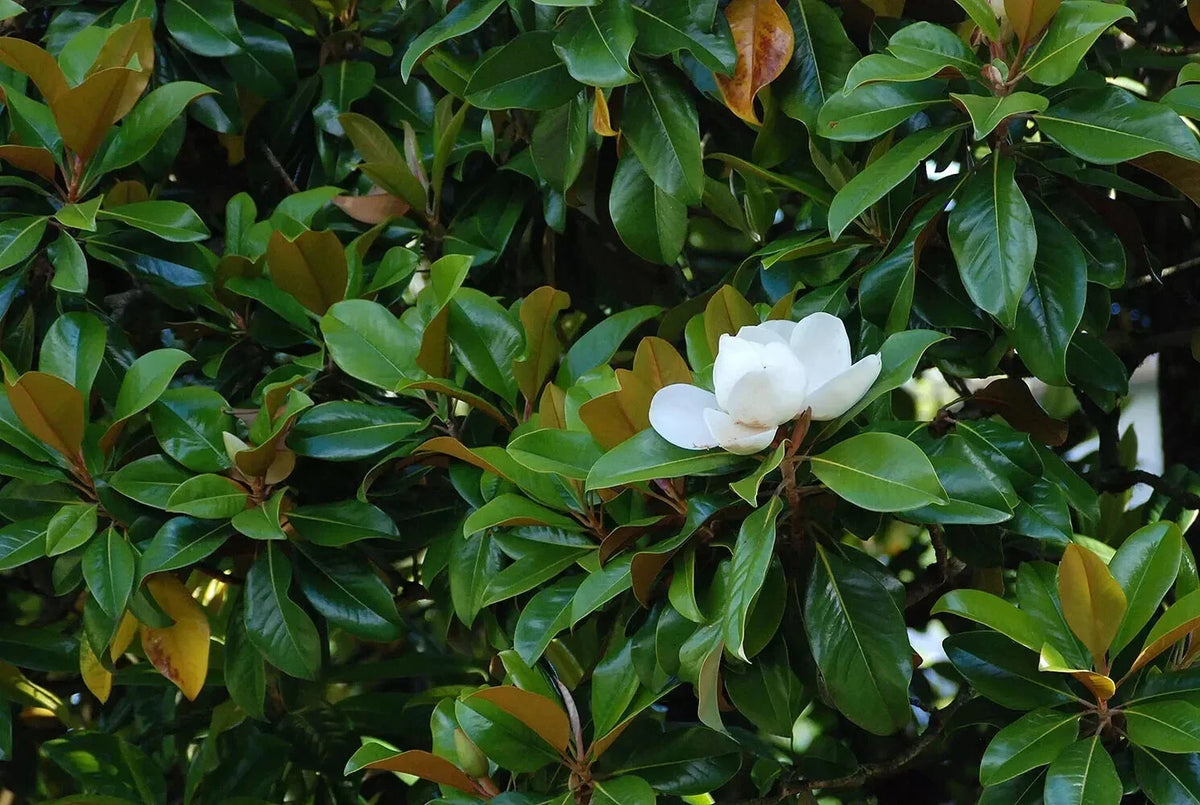 Super Rare Magnolia Cuttings - 3 Rooting or Grafting Cuttings - Magnolia 'St. Mary' - Magnolia x soulangeana 'St. Mary'