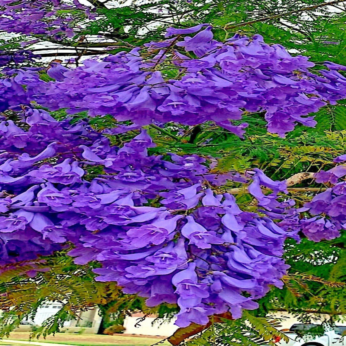 Jacaranda Fern Tree Seeds - Mimosifolia Acutifolia - Tropical Blue Flower Seeds - Exotic Garden Plant