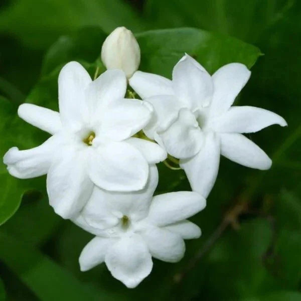 Rooted Arabian Jasmine Starter Plant - Extremely Fragrant - Jasminum sambac - Ideal for Indoor/Outdoor Garden