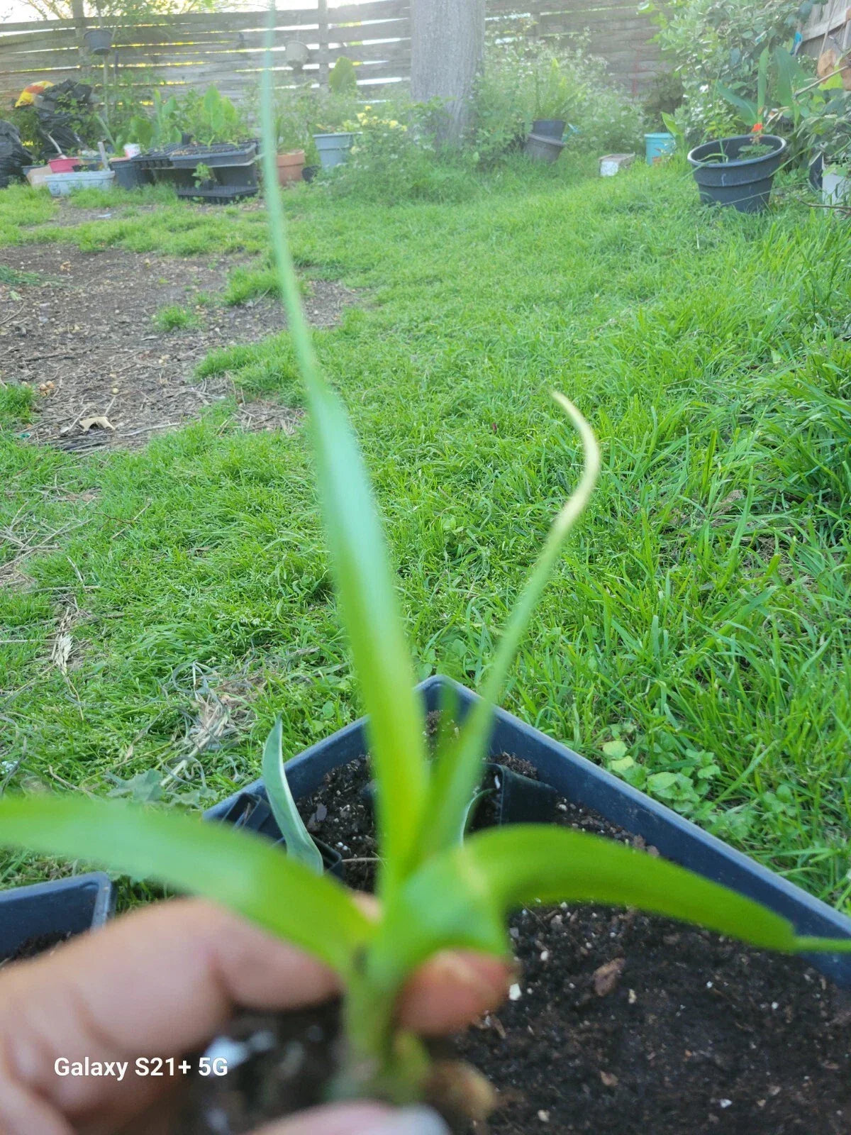 Money Plant Starter - Pregnant Onion - Albuca bracteata - Indoor Houseplant - Cebolla De La Prosperidad - Drought-Tolerant Greenery