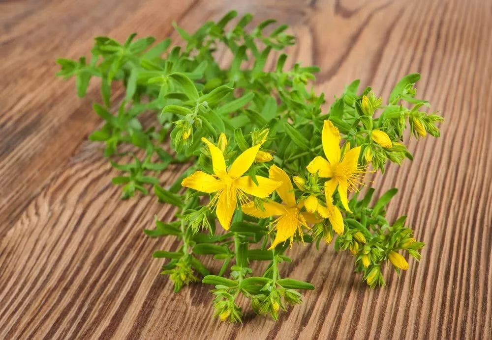 St John Wort Herb Seeds 500 Seeds Hypericum perforatum Medicinal Plant for Garden, Yellow Flowers, Drought Resistant