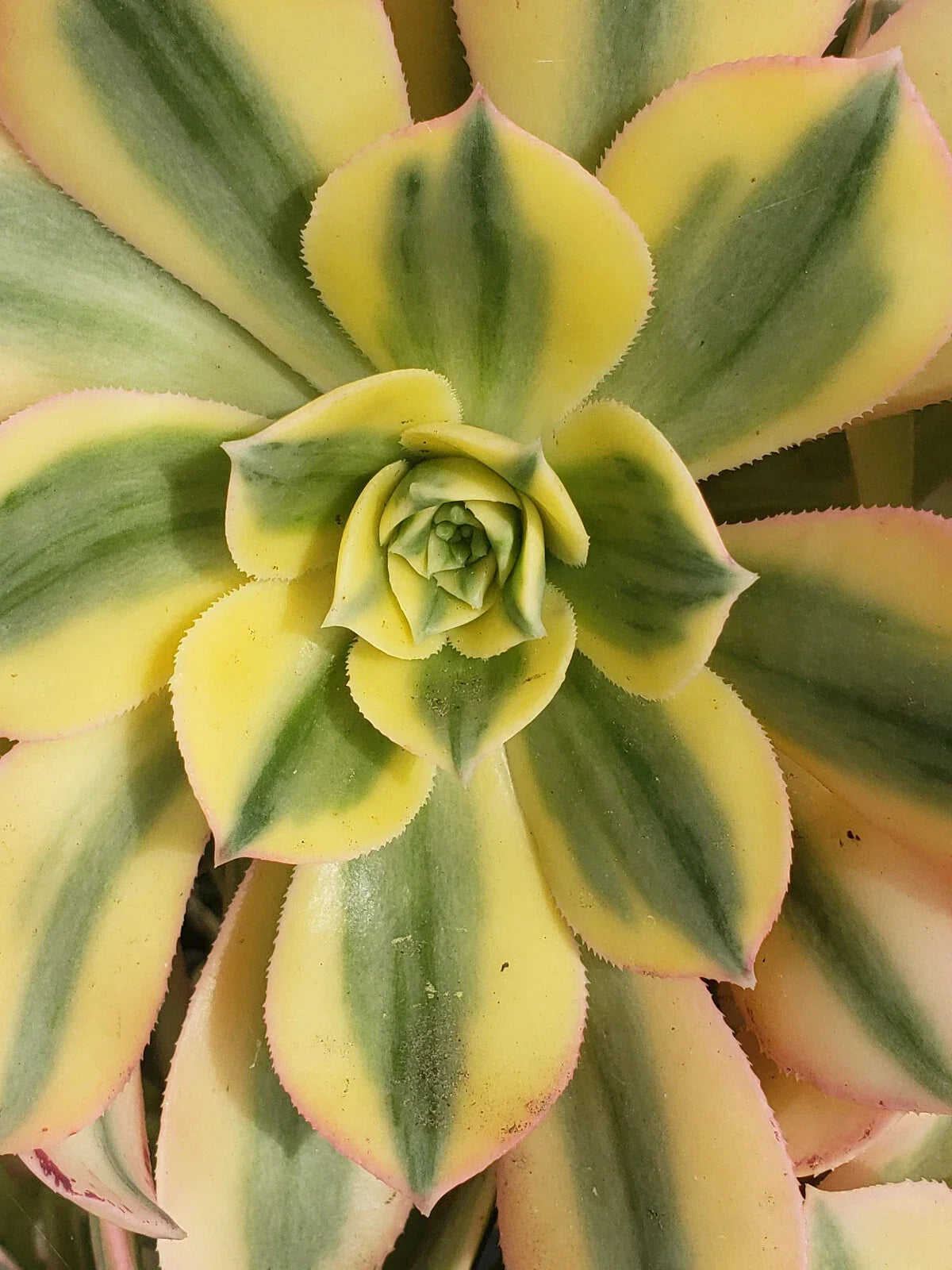 Aeonium Sunburst Succulent - 6" Potted Plant - Variegated Yellow and Green - Aeonium 'Sunburst' - Indoor/Outdoor Decor
