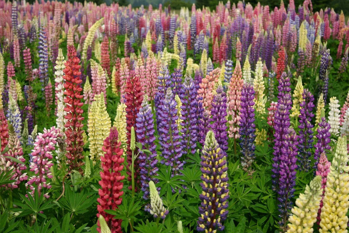 Russell Lupine Seeds, Mixed Colors, Non-GMO, Lupinus polyphyllus, Vibrant Garden Flower Seeds for Pollinators