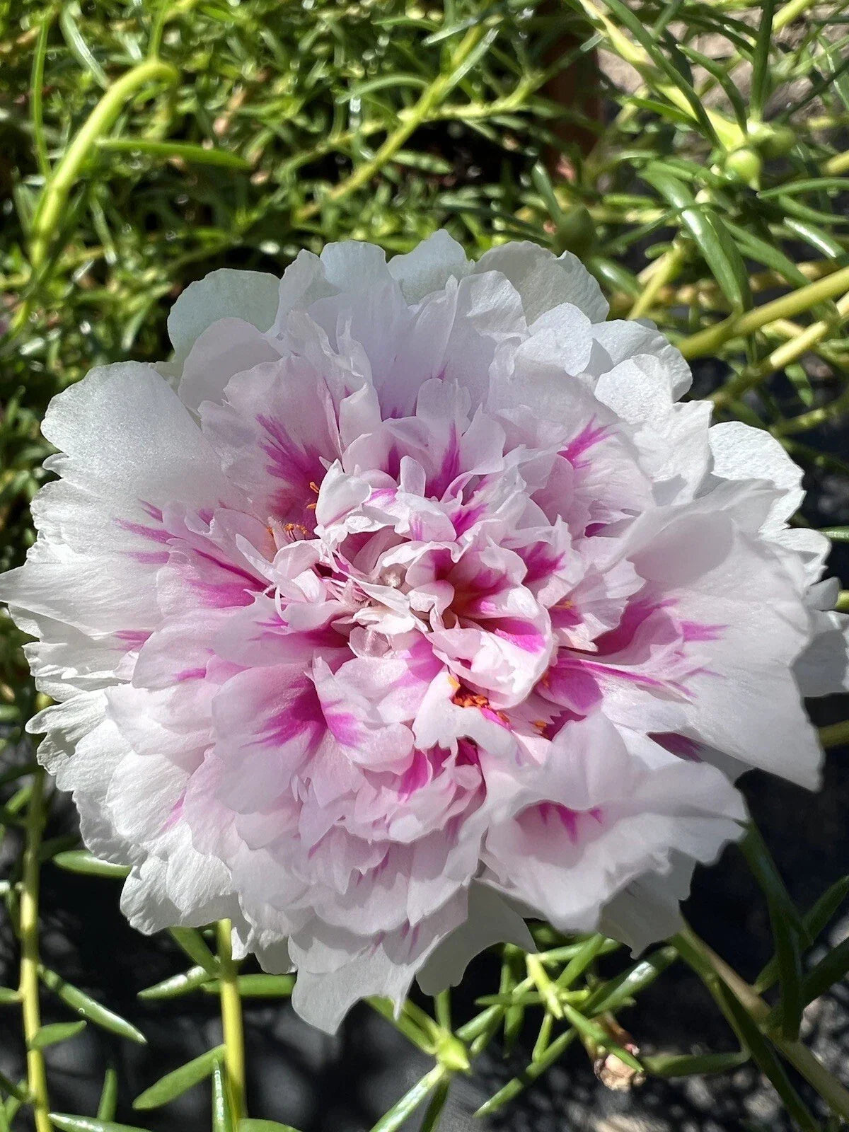 Unrooted Cuttings - 5 Pink Princess Portulaca Moss Rose - Portulaca grandiflora - Succulent Plant Cuttings for Garden