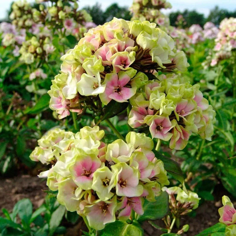 50 Phlox Seeds - Cream De la Cream Perennial Flower for Butterfly Gardens - Phlox paniculata