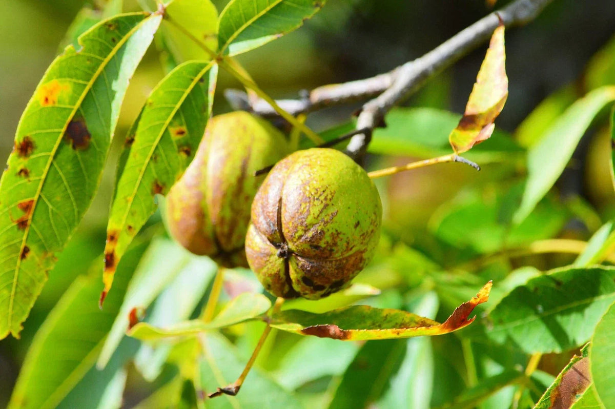 Shellbark Hickory Tree Seed, King Nut Variety, Carya Laciniosa, Hardy Nut Tree for Planting, Native Species