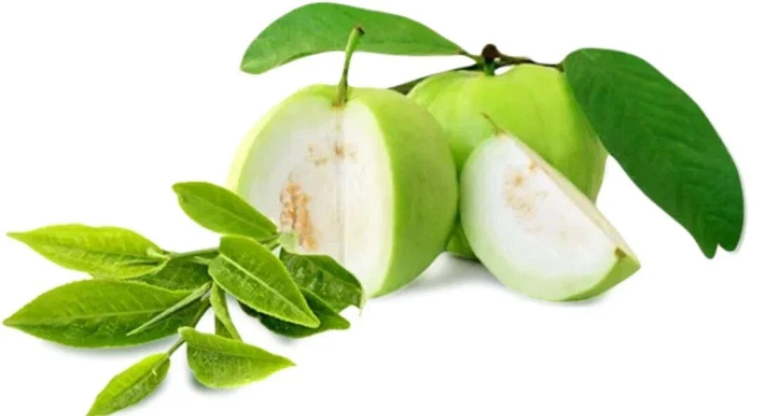 Ceylon Jumbo White Guava Seeds - 15++ Organic Heirloom (Psidium guajava) - Delicious Tropical Fruit for Home Gardening