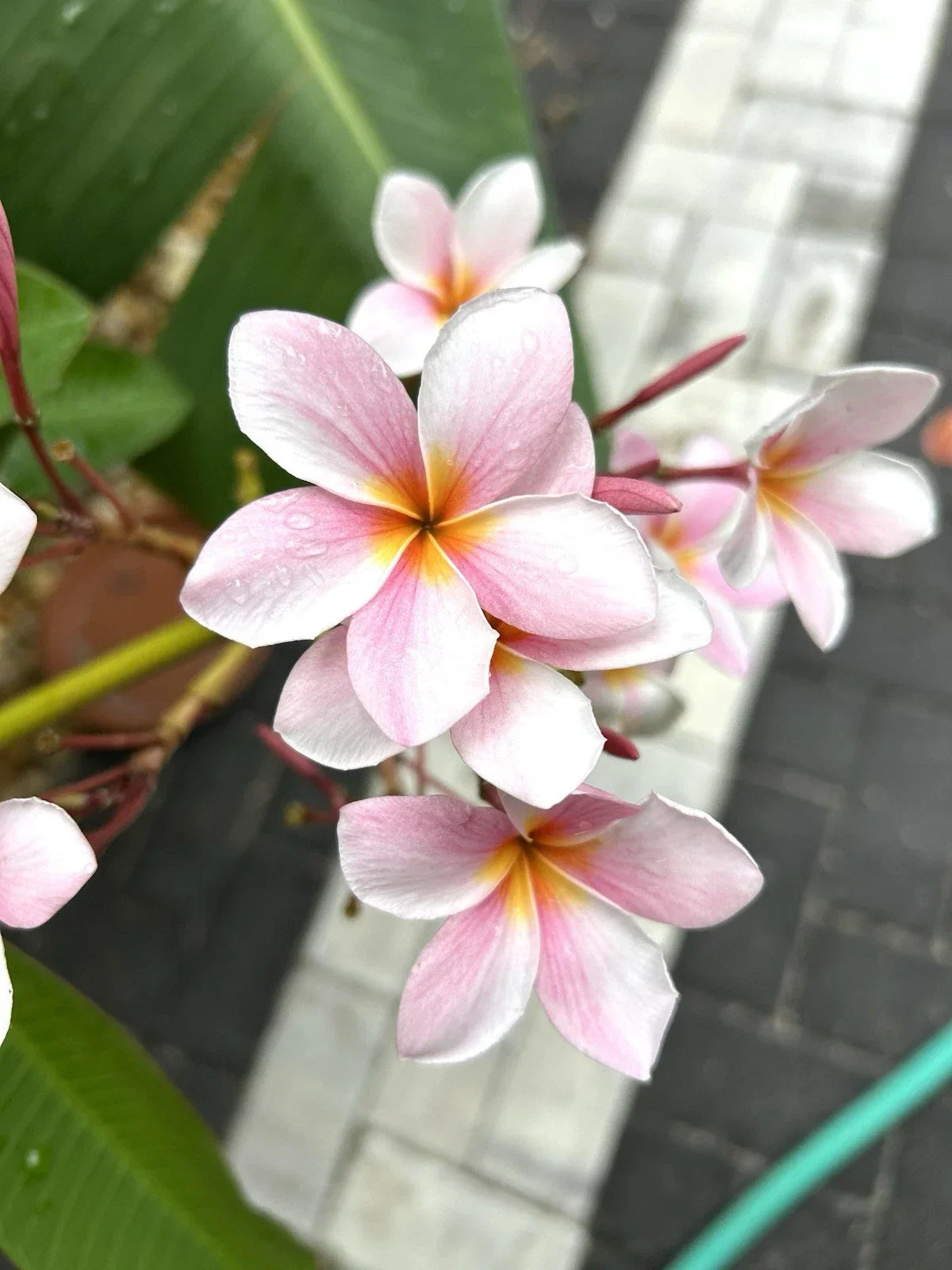 Rooted Plumeria Cutting, Light Pink Semi Dwarf, Frangipani Plant, Plumeria rubra, Perfect for Small Spaces