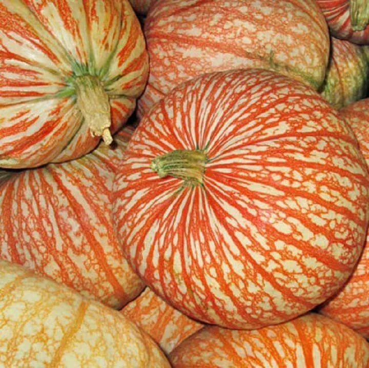 Rare One Too Many Pumpkin Seeds - 10 Seeds - Exotic Striped Variety - Cucurbita pepo - Unique Garden Addition