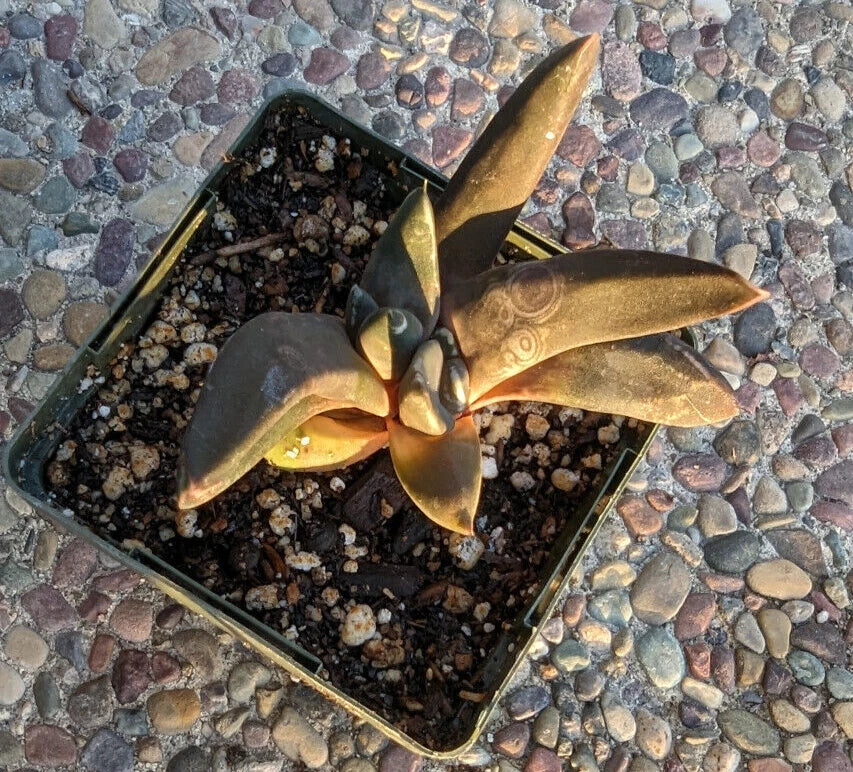 Gasteria Nigricans Monstrose Succulent - 4" Rare Indoor/Outdoor Plant, Unique Twisted Leaves, Hardy Houseplant