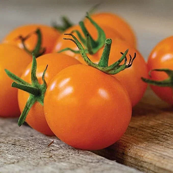 Sun Sugar Cherry Tomato Seeds - 10 Seeds - Heirloom, Sweet Flavor, Solanum lycopersicum - Easy to Grow for Beginners
