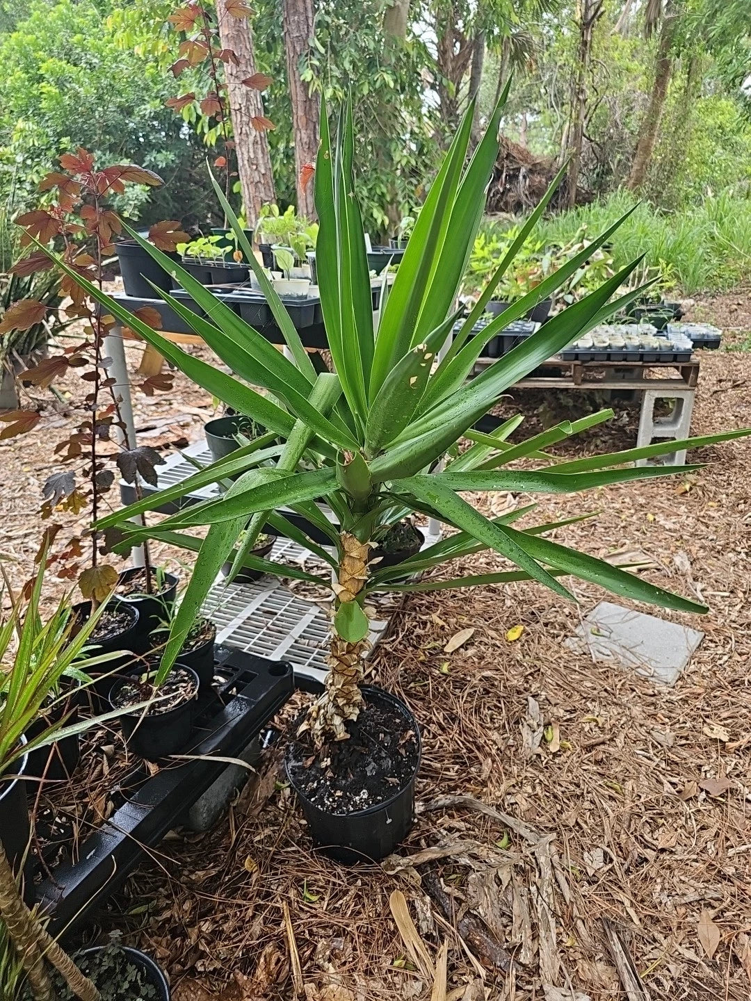 XL Yucca Plant in 10" Pot, Soft-tip Spineless Gigantea, Yucca Elephantipes, Indoor Tree, Low Maintenance, Air Purifying Plant