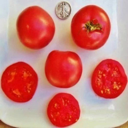 Eva Purple Ball Tomato Seeds - 25 Pack - Heat Resistant - Solanum lycopersicum - Perfect for Home Gardening