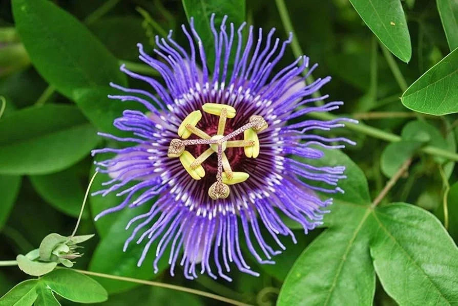 Passion Flower Starter Plant 4" - Passiflora Incarnata - Live Green Climbing Vine, Eco-Friendly Shipping Without Pot