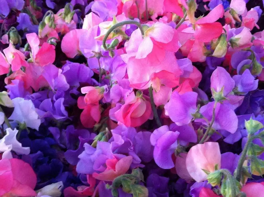 Sweet Pea Seeds 25 Ct Royal Mix Lathyrus odoratus Aromatic Annual Flower Mixed Colors – USA Free Shipping