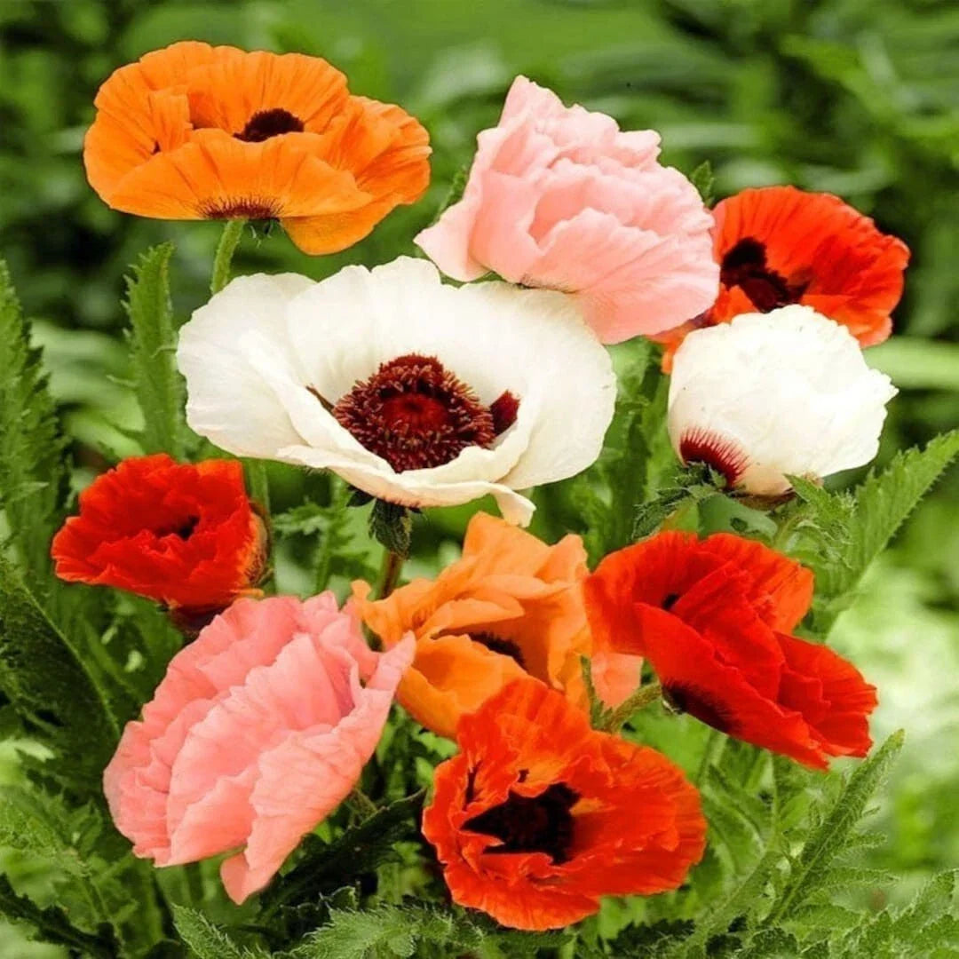 Oriental Poppy Seeds - 200+ Mixed Colors - Papaver orientale - Non-GMO Garden Planting, USA