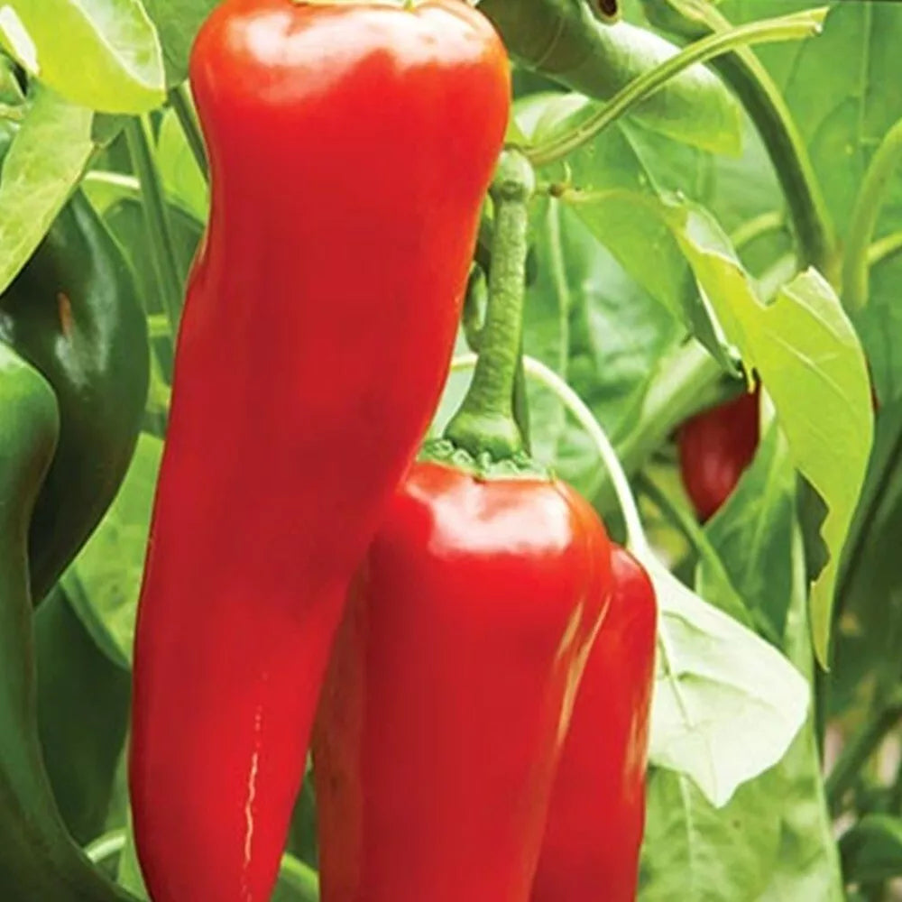 Big Jim Hot Pepper Seeds | Heirloom NON-GMO | Capsicum annuum | Fresh Garden Seeds (Pack of 20)
