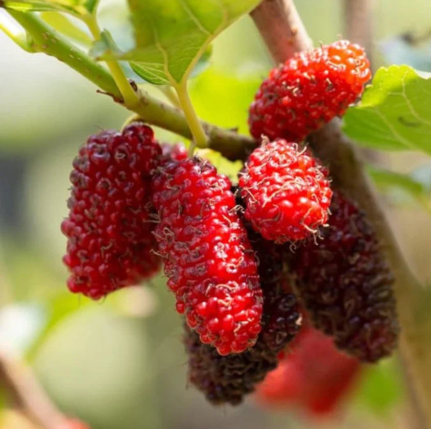 Live Red Mulberry Plant - Bare Root - 16-24" - Morus rubra - 1 to 2 Years Old - Sweet Berries for Garden & Wildlife