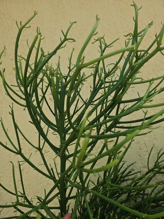 Euphorbia Tirucalli Pencil Cactus Plant Cuttings - Fire Stick Variety - Fresh Cuttings for Propagation