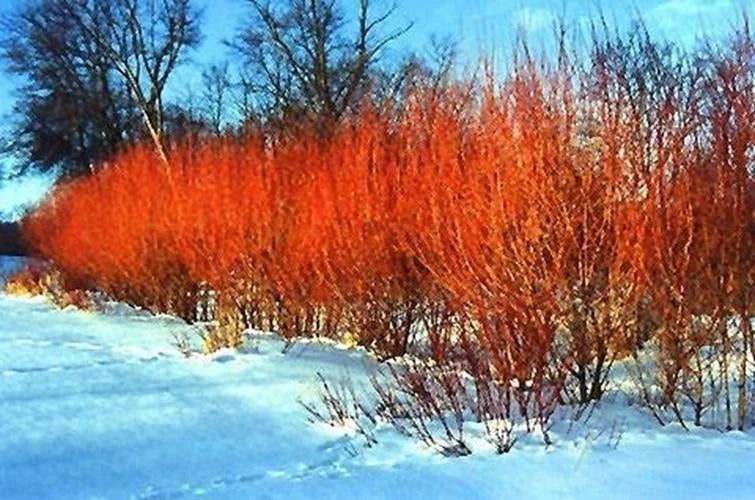 Flame Willow Tree Starter Plant - Unique Rare Variety with Vibrant Orange and Red Bark - Salix integra 'Flame'