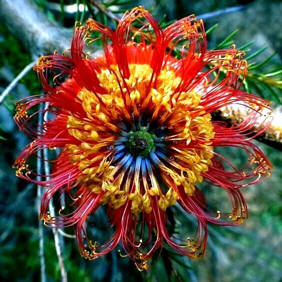 Banksia Seeds - 5 Rare Lantern Fireworks Seeds, Banksia ericifolia "Little Eric" for Planting, Drought-Tolerant Garden Plants