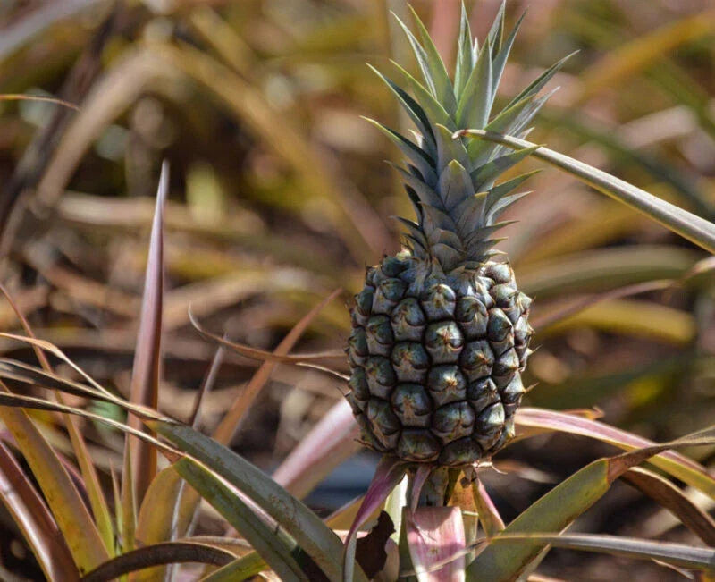 Rondon Pineapple Seeds - 15+ Pack - Ananas comosus - USA Grown, Easy to Grow for Garden Planting