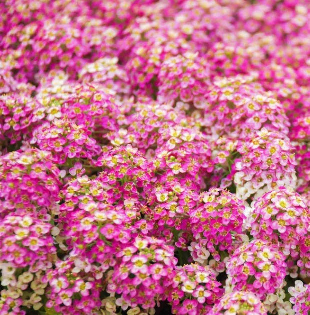 Alyssum Seeds 500 Non-GMO Rosie O'Day Pink Groundcover with Fragrant Flowers Lobularia maritima for Pollinator Gardens