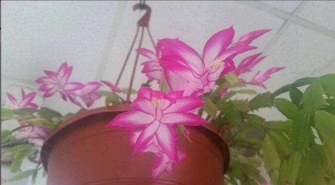 Thanksgiving Christmas Cactus Starter Plant 4" Pink/White Schlumbergera Succulent - Indoor Decorative Houseplant