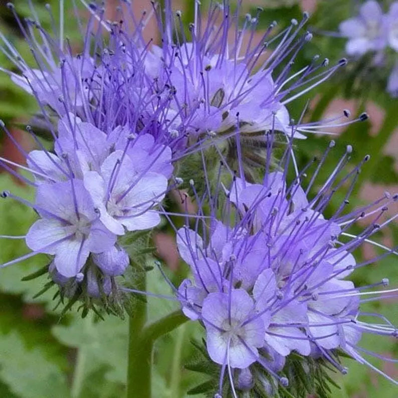 Lacy Phacelia Seeds Pack 250+ | Phacelia Tanacetifolia | Annual Flower for Bees | Pollinator-Friendly Garden Seeds