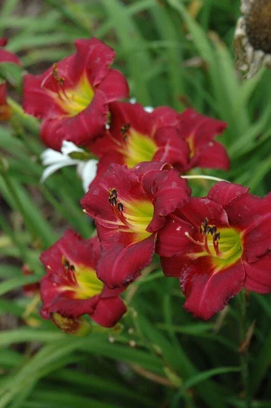 Daylily 'Pardon Me' 4" Pot - Compact Red Flowers, Reblooming, Hemerocallis, Attracts Butterflies, Deer-Resistant
