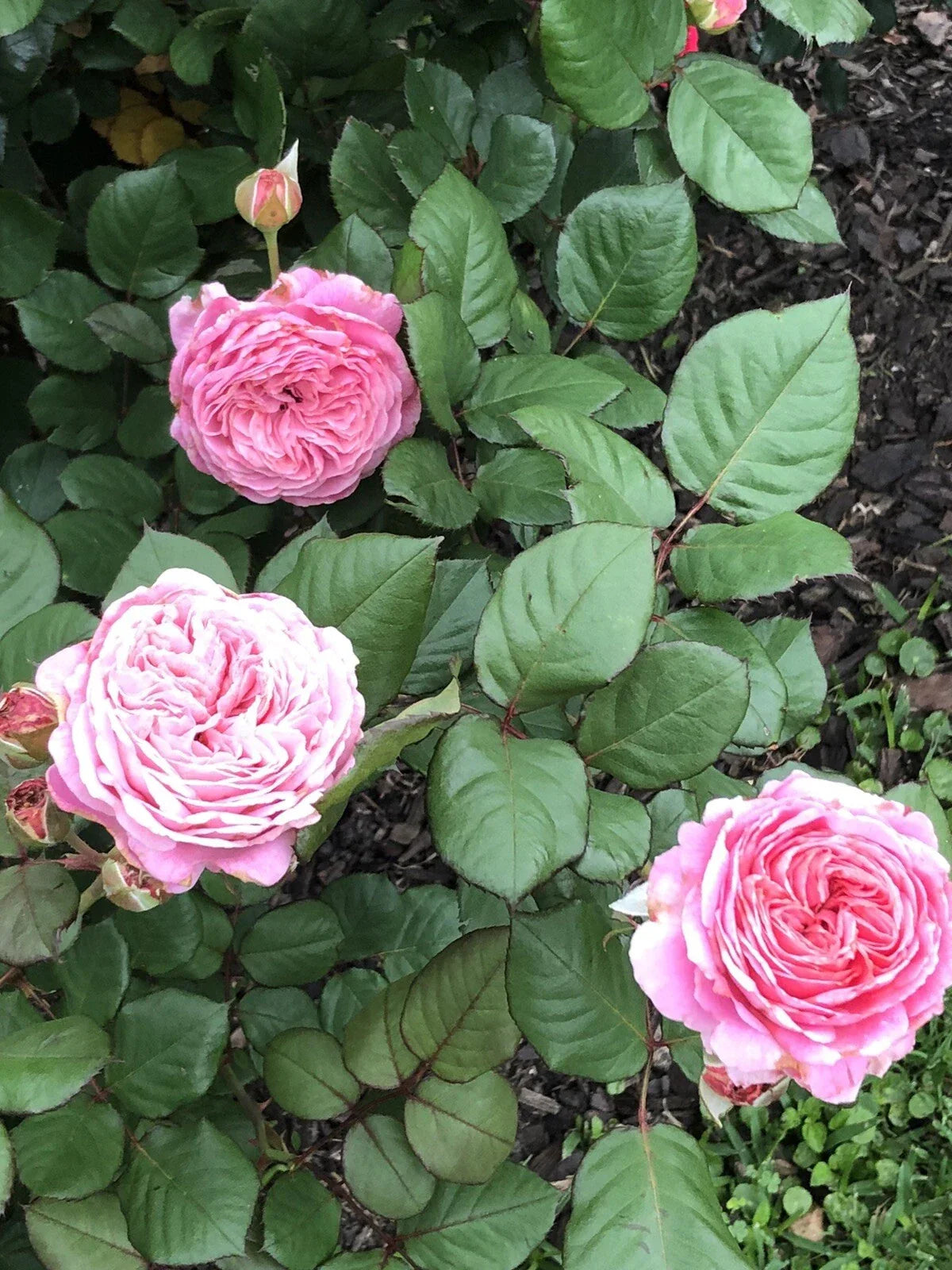 Queen of Elegance Rose Cuttings - 10 Inch Pink Variety, Rosa 'Queen of Elegance', 4 Pack for Garden Planting