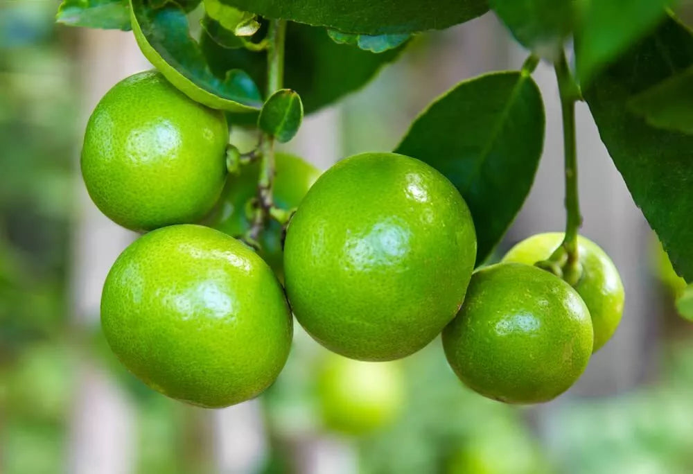 Key Lime Tree Seeds - 20+ Fast Growing Seeds - Citrus aurantiifolia - Ideal for Home Gardening and Containers