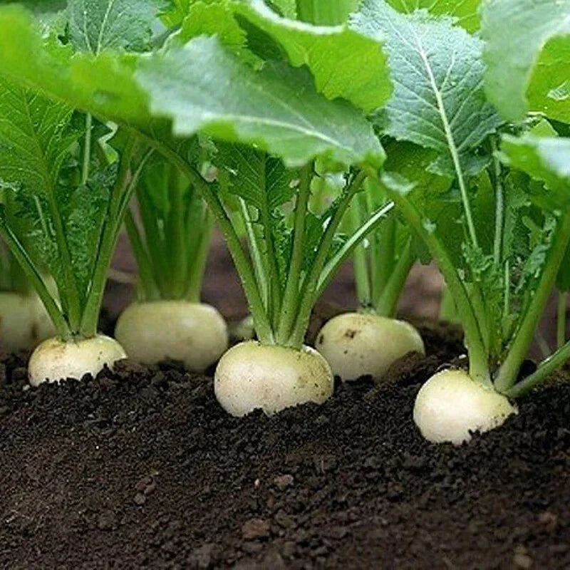 White Egg Turnip Seeds, Heirloom NON-GMO, Brassica rapa var. rapa, Size Packets - Easy to Grow for Gardens & Containers