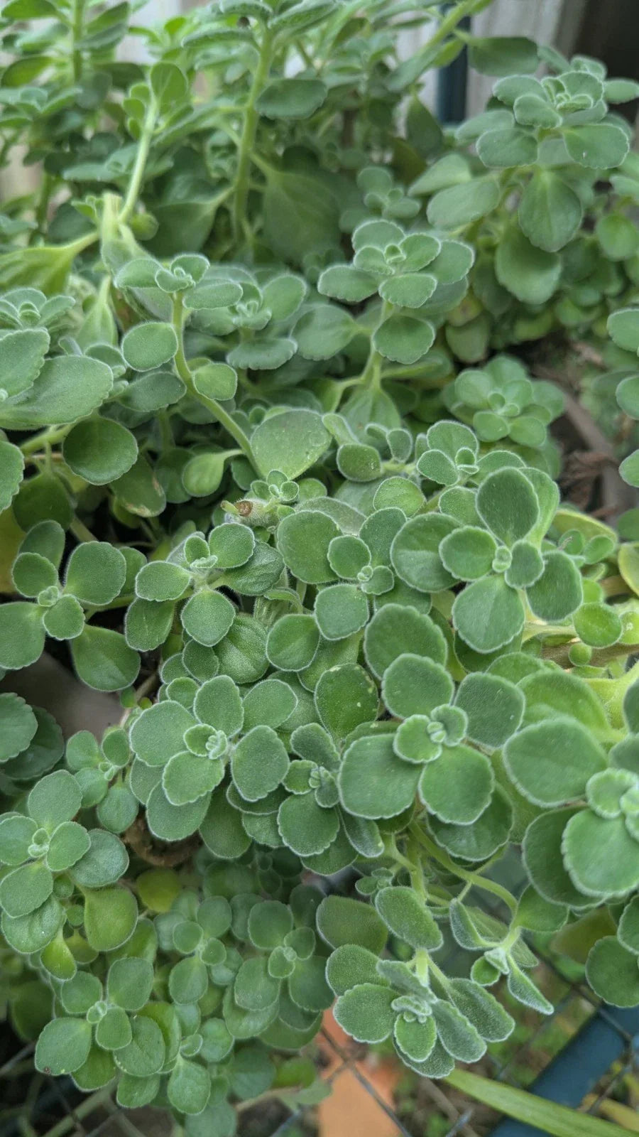Vicks Plant Cuttings - 5 Unrooted Plectranthus Tomentosa for Indoor Herb Gardening - Aromatic Green Foliage