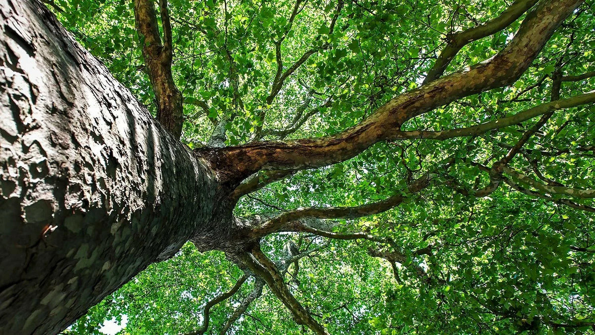 Silver Maple Trees - 1ft - 2 Pack - Fast-Growing Shade Trees - Acer saccharinum - Ideal for Landscaping and Gardens