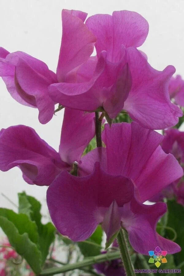 Sweet Pea Seeds 50+ Pack Bridget McAleer Variety Lathyrus odoratus Non-GMO Garden Flowers for Planting