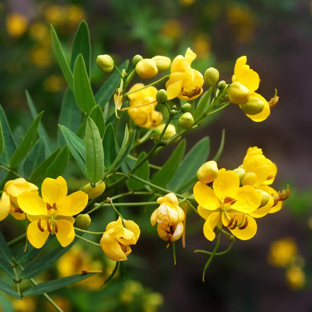 50 Seeds Senna Wild Cassia Perennial Yellow Flowers (Senna obtusifolia) - Vibrant Native Plant for Gardens