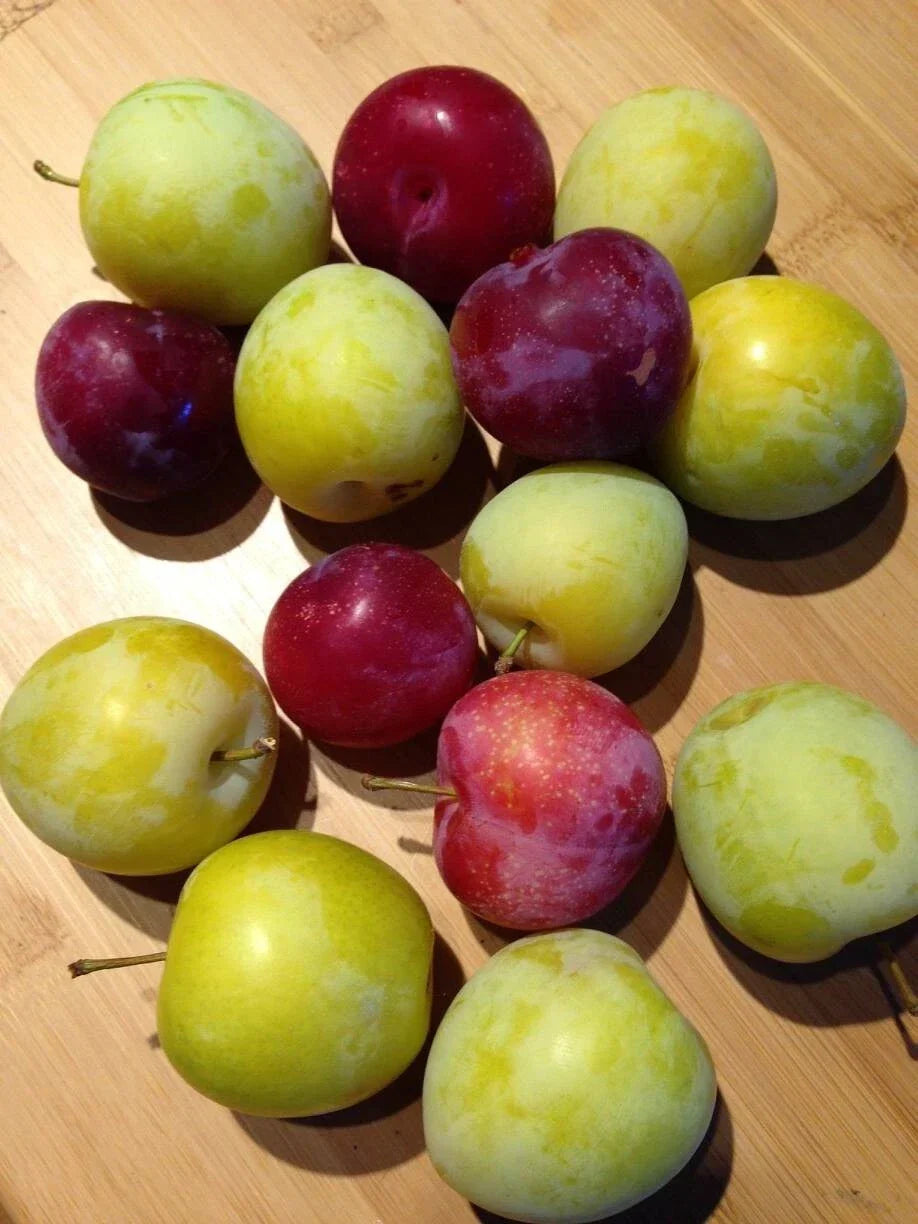 Japanese Plum Cuttings - 2 Edible Plants - Red & Yellow Varieties - Prunus salicina - Perfect for Gardening & Landscaping