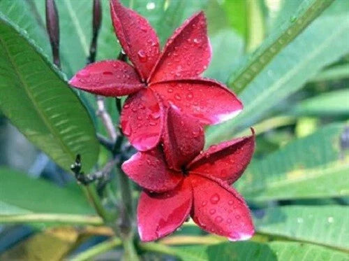 Red Plumeria Seeds - 5 Perennial Flower Seeds - Frangipani - Plumeria rubra - Vibrant Red Flowers for Tropical Gardens
