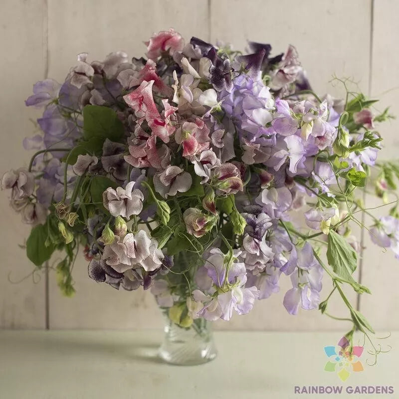 Sweet Pea Seeds 50+ Pack Spencer Ripple Mix Lathyrus odoratus - Vibrant Garden Blooms, Attracts Pollinators, Easy to Grow