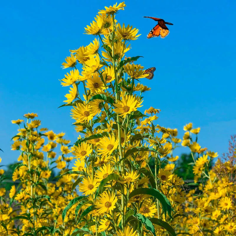 Maximilian Sunflower Seeds | 100 Non-GMO Perennial Flower Seeds | Helianthus maximiliani for Butterflies & Finches