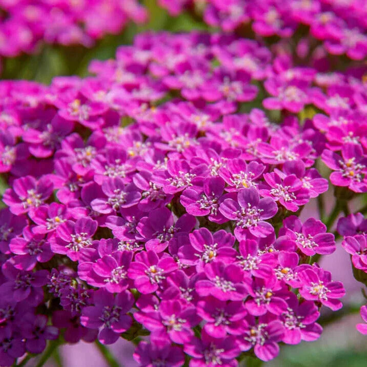 Cerise Queen Yarrow Seeds | Non-GMO | 250 - 5,000 Seeds | Achillea millefolium 'Cerise Queen'