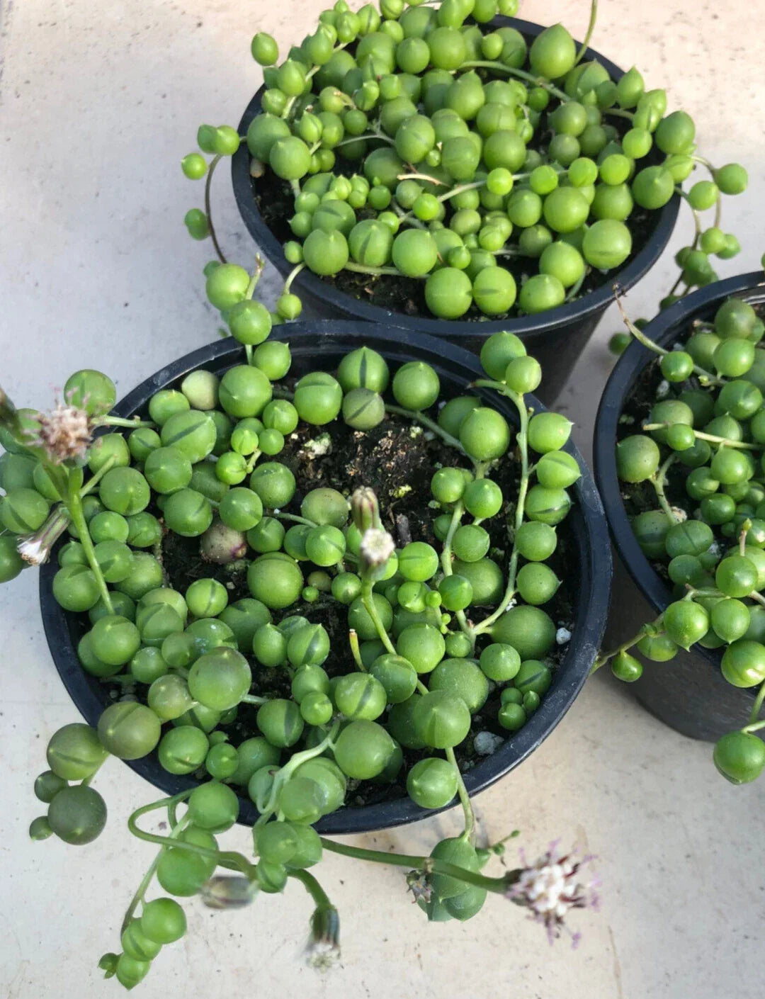 String of Pearls Potted Plant - 2" Diameter - Senecio Rowleyanus - Green Succulent with Cascading Growth