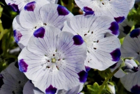 Five Spot Seeds - 50 Fresh Seeds - Five Spot (Nemophila maculata) - Free USA Shipping