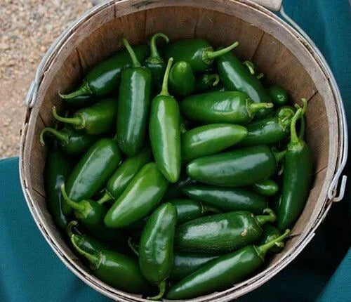 Heirloom Jalapeno Pepper Seeds - 10+ Non-GMO Chille Seeds - Capsicum annuum - Early Maturing Variety for Home Gardening