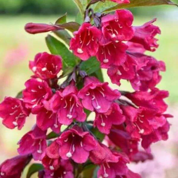 Java Red Weigela Live Plant 4 Inch Pot Weigela florida 'Java Red' Deep Pink Flowers Purple-Green Foliage Garden Shrub